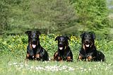 BEAUCERON 908